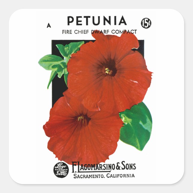 Petunia Square Sticker (Front)