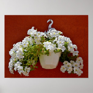 Petunia surfinia hanging in a white pot poster