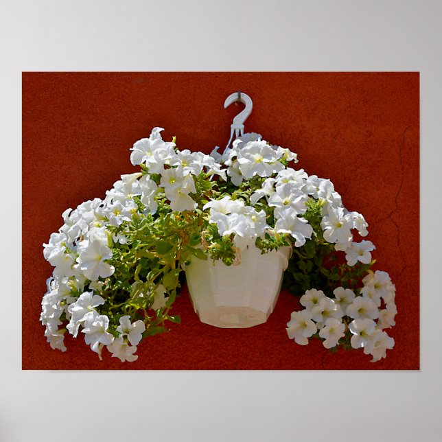 Petunia surfinia hanging in a white pot poster (Front)