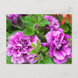 Petunia Tumbelina Julia Postcard