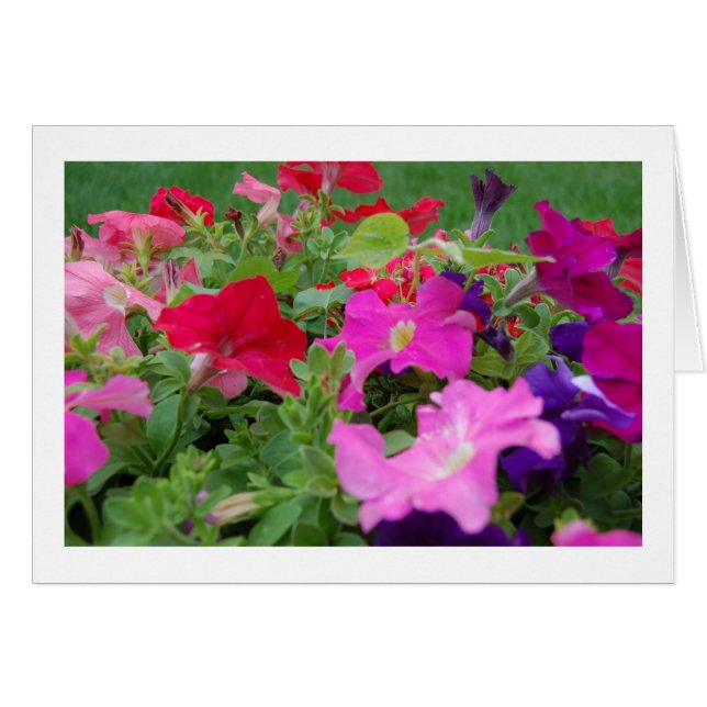 Petunias (Front Horizontal)