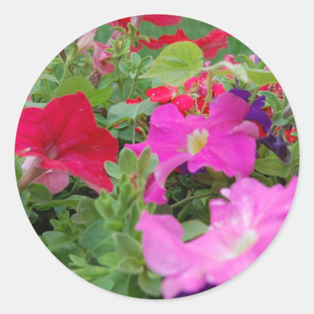 Petunias Classic Round Sticker (Front)