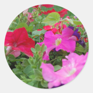 Petunias Classic Round Sticker