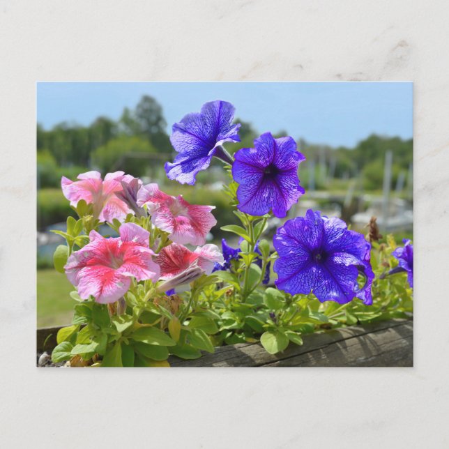 Petunias red and blue postcard (Front)