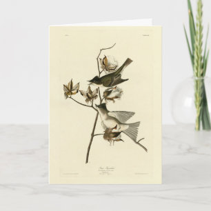 Pewit Flycatcher, Phoebe, Audubon Birds of America Card