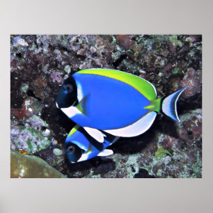 Pewter Surgeonfish Poster