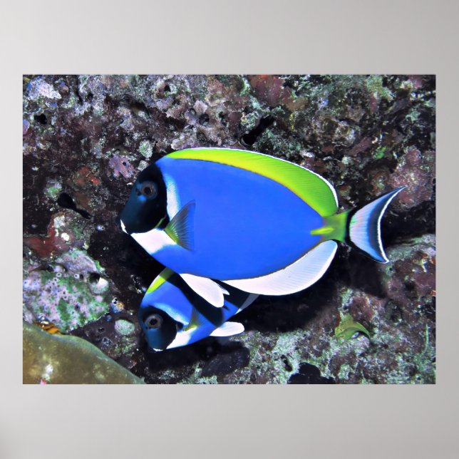 Pewter Surgeonfish Poster (Front)