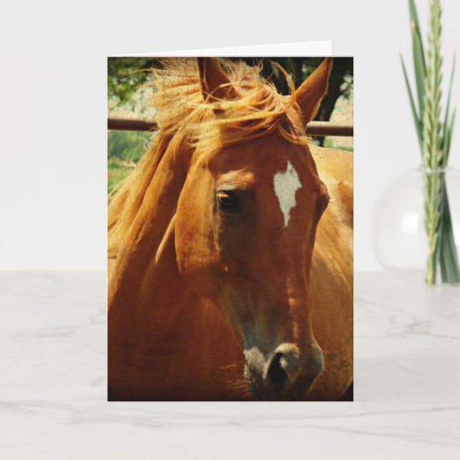 Pferde, Alles Gute Zum Geburtstag Card (Front)