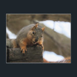 Pfft Postcard<br><div class="desc">squirrel</div>