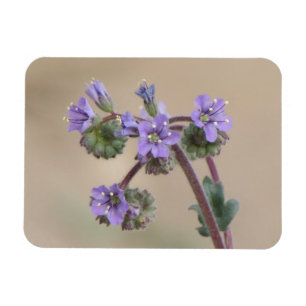 Phacelia Purple Wildflowers Magnet