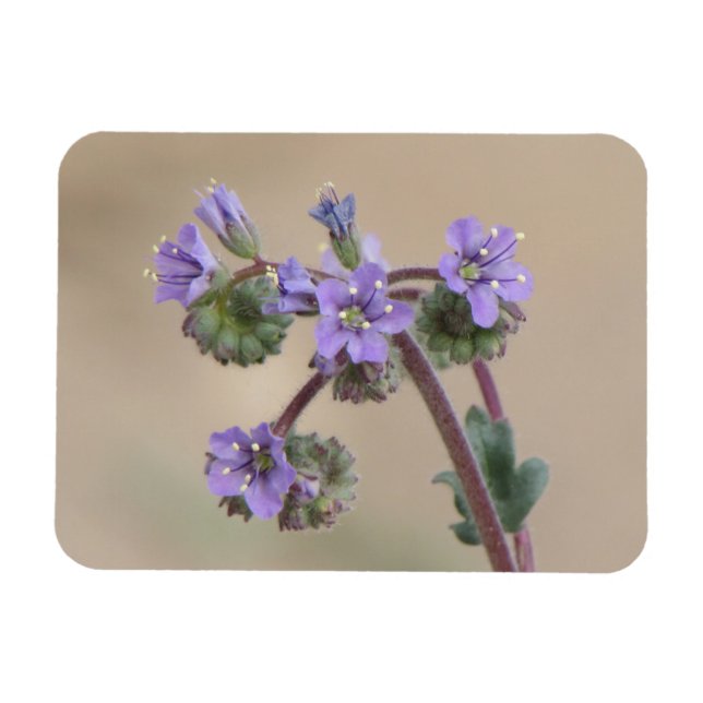 Phacelia Purple Wildflowers Magnet (Horizontal)