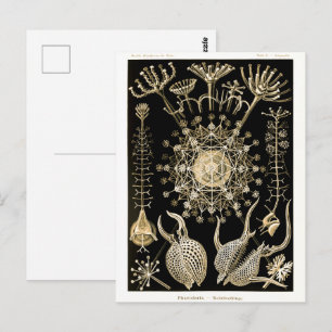 Phaeodaria 61 Gold Ernst Haeckel Postcard