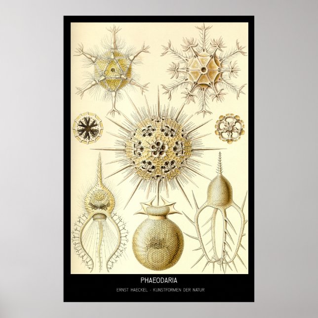 Phaeodaria – Plate 1-Kunstformen der Natur Poster (Front)