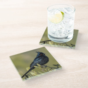 Phainopepla Glass Coaster