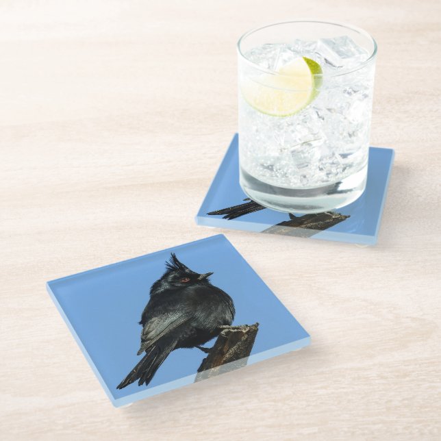 Phainopepla Glass Coaster (Angled)