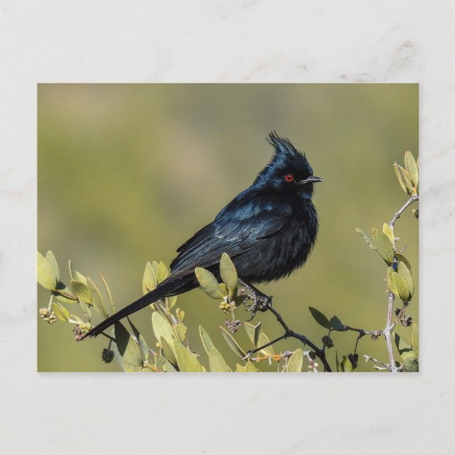 Phainopepla Postcard (Front)