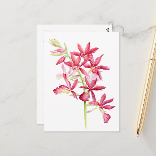 Phaiocalanthe Parkside red orchid watercolor art  Postcard (Front/Back In Situ)