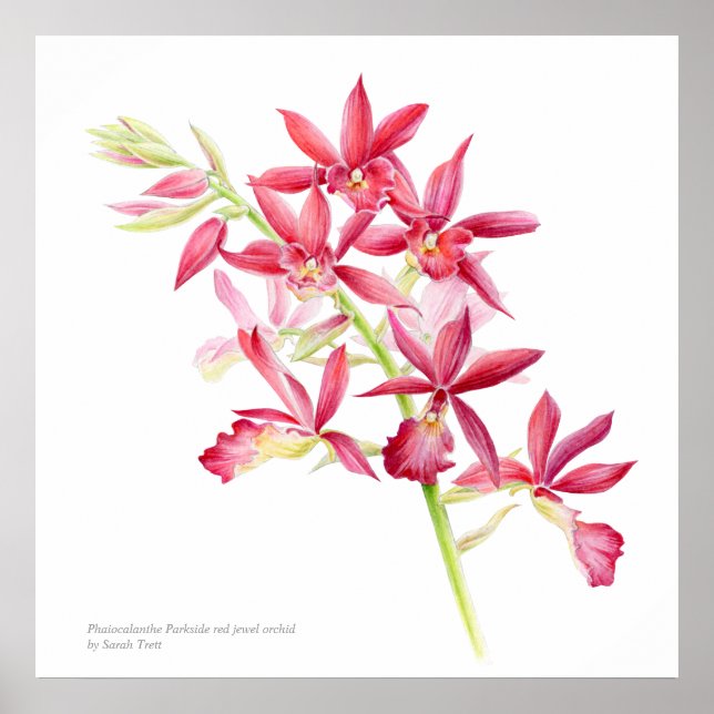 Phaiocalanthe Parkside red orchid watercolor art Poster (Front)