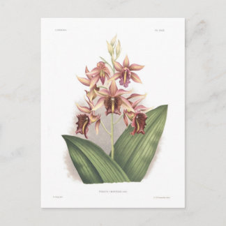 Phaius marthae postcard