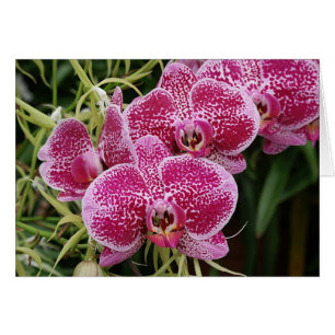 Phalaenopsis