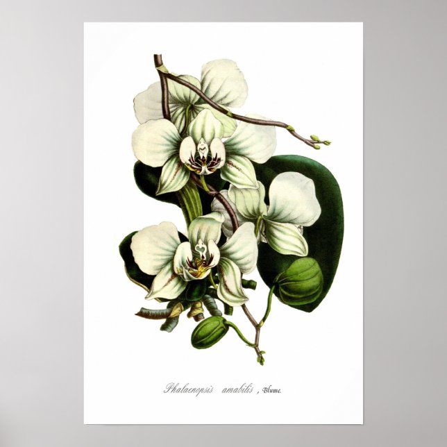 Phalaenopsis amabilis poster (Front)