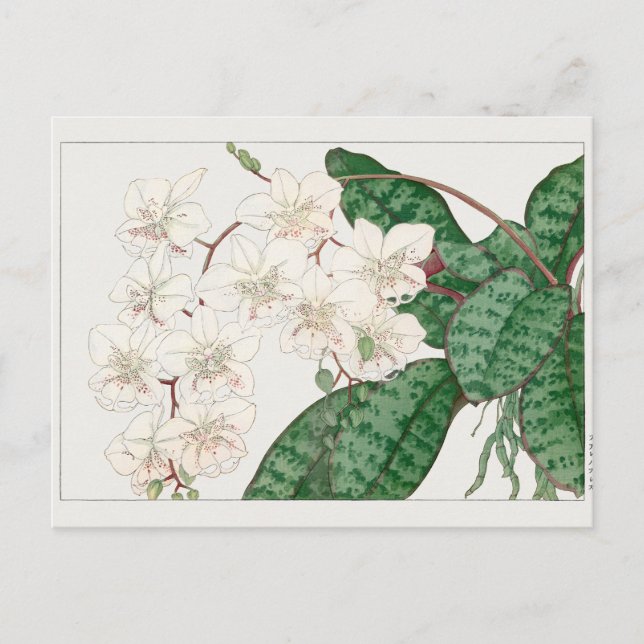 Phalaenopsis by Tanigami Konan Postcard (Front)