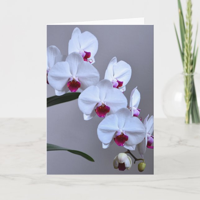 Phalaenopsis Orchid Card (Front)