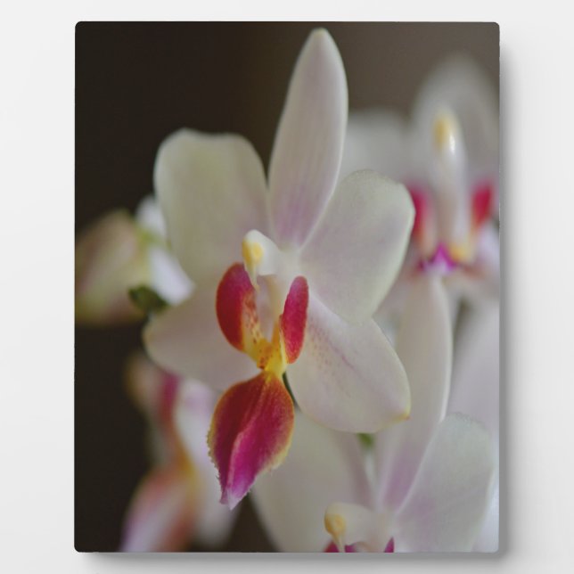 Phalaenopsis Orchid Plaque (Front)