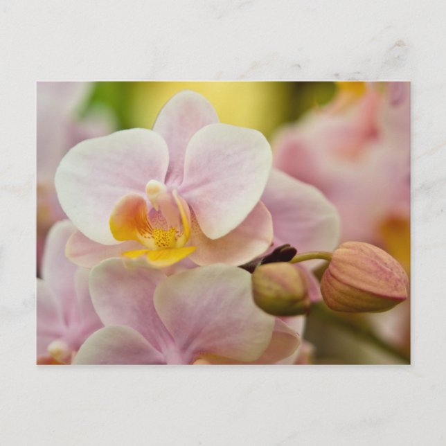 Phalaenopsis Orchid Postcard (Front)