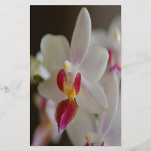 Phalaenopsis Orchid Stationery