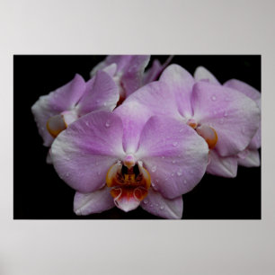Phalaenopsis Orchids Poster