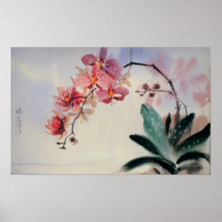 Phalaenopsis Poster
