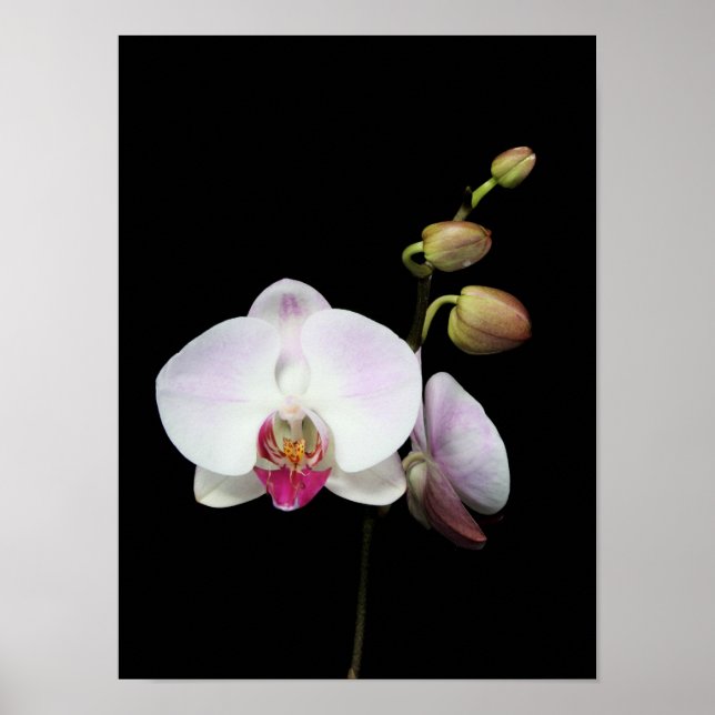 "Phalaenopsis" poster (Front)