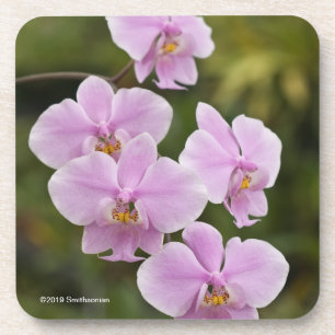 Phalaenopsis Schilleriana Coaster