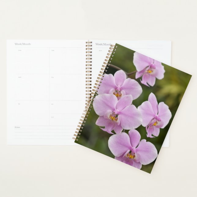 Phalaenopsis Schilleriana Planner (Display)