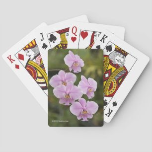 Phalaenopsis Schilleriana Playing Cards