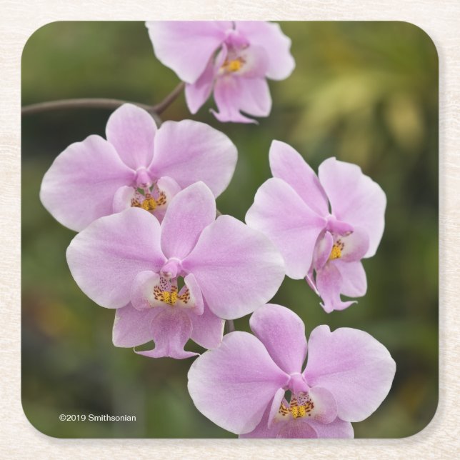 Phalaenopsis Schilleriana Square Paper Coaster (Front)