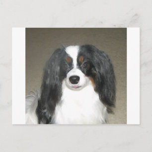 Phalene Papillon Postcard