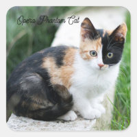 Phantom Opera Cat