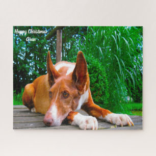 Pharaoh Hound Dog. Jigsaw Puzzle