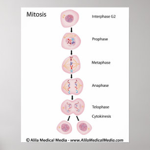 Phases of mitosis poster