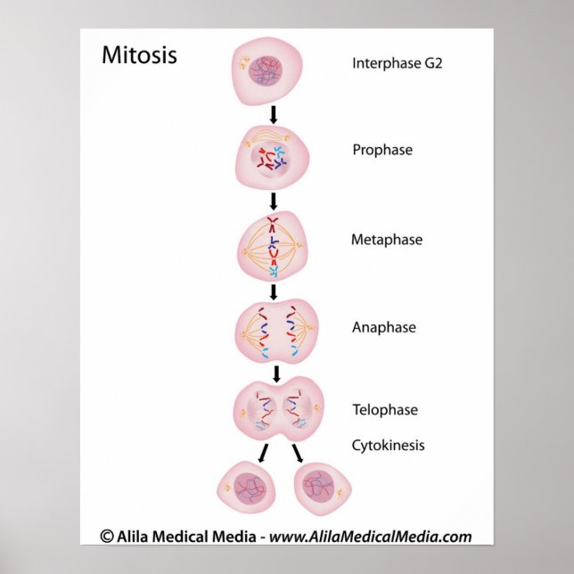 Phases of mitosis poster (Front)