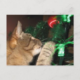 Phat Cat & the Christmas Tree Holiday Postcard