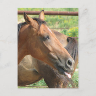 Phbttttttttt!!!! Postcard