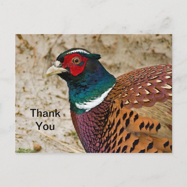 Pheasant 3 Thank You Postcard (Front)