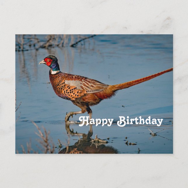 Pheasant Birthday Postcard (Front)