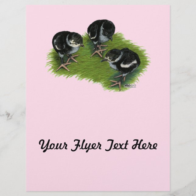 Pheasant Black Chicks Flyer (Front)