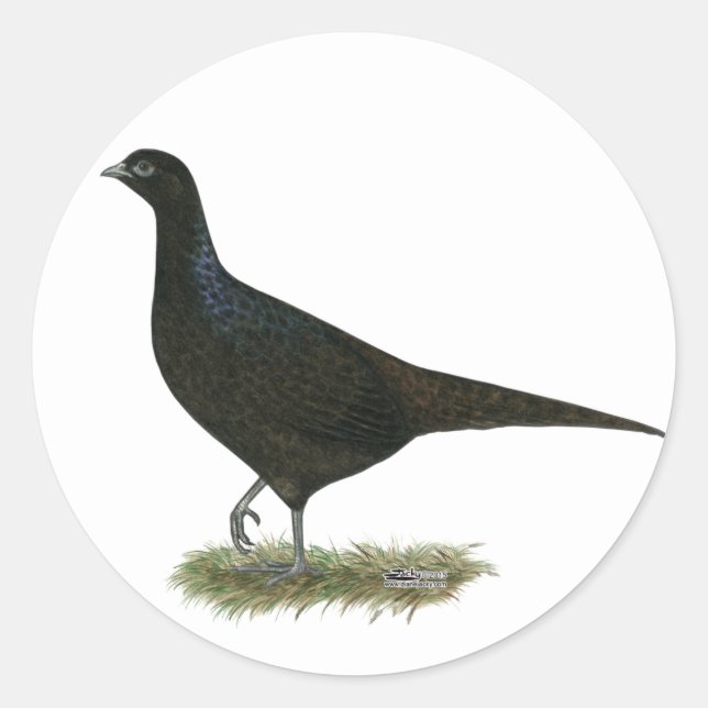 Pheasant Black Hen Classic Round Sticker (Front)