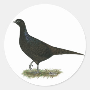 Pheasant Black Hen Classic Round Sticker