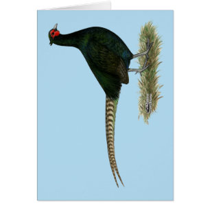 Pheasant Black Rooster